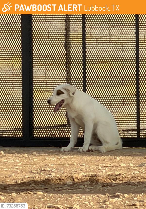 Found/Stray Unknown Dog last seen 146th and Huron, Lubbock, TX 79424