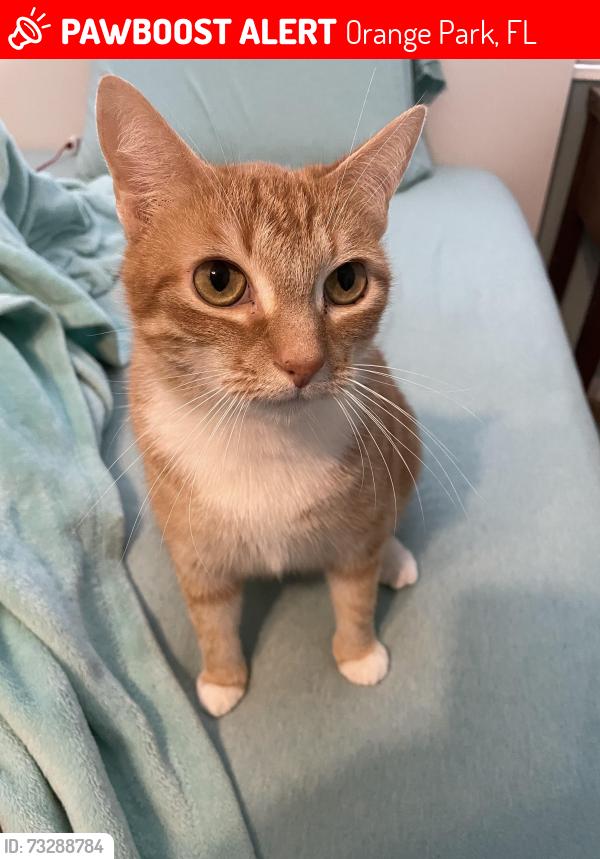 Lost Female Cat last seen Near Lake Bluff Ct, Orange Park, FL 32073
