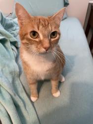 Lost Female Cat last seen Near Lake Bluff Ct, Orange Park, FL 32073