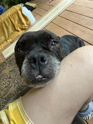 Found/Stray Female Dog last seen Panola mountain golf course, Ellenwood, GA 30294