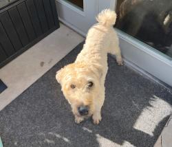 Reunited Female Dog last seen 92nd and Larkbunting Westminster Co, Westminster, CO 80021