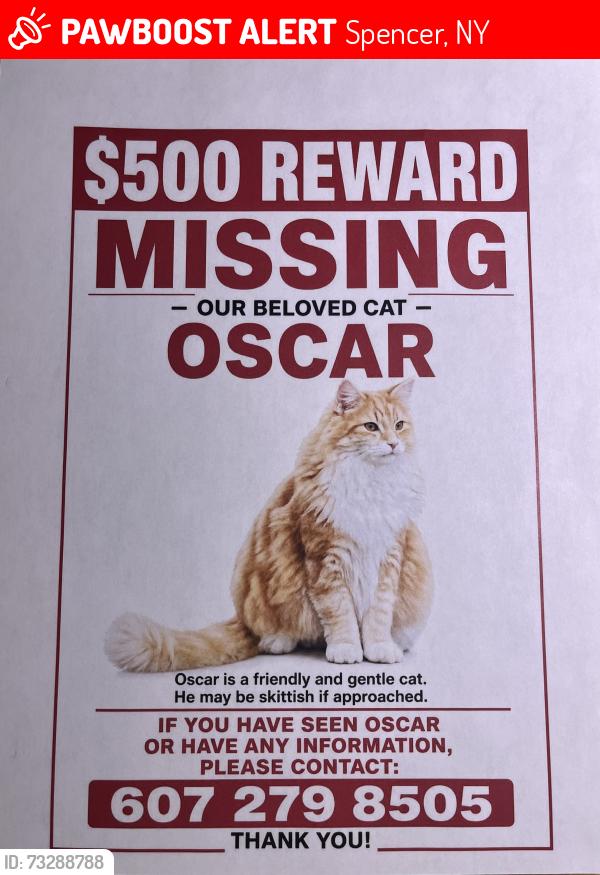 Lost Male Cat last seen Candor Rd. Spencer, Spencer, NY 14883