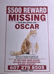 Lost Male Cat last seen Candor Rd. Spencer, Spencer, NY 14883