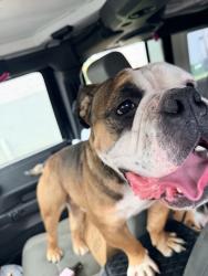 Reunited Male Dog last seen Lantana Lakes Dr, Jacksonville, FL 32246, USA, Jacksonville, FL 32246
