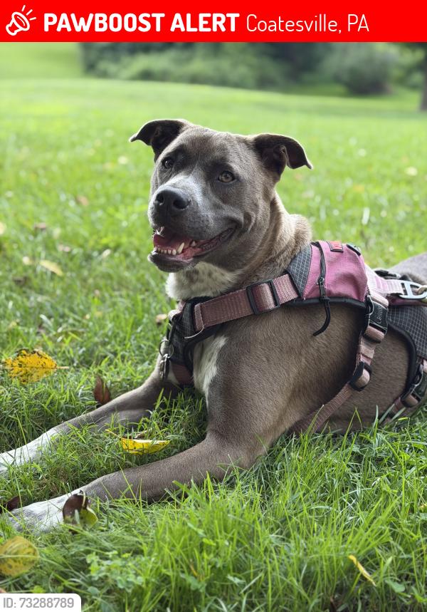 Lost Female Dog last seen Egert way, Coatesville, PA 19320