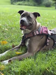 Lost Female Dog last seen Egert way, Coatesville, PA 19320