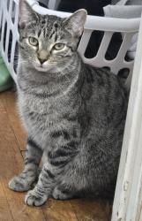 Reunited Male Cat last seen Rae rd, Lyndhurst, OH 44124