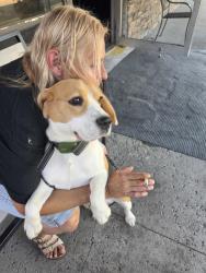 Reunited Male Dog last seen Lake Ave, Rochester, NY 14612