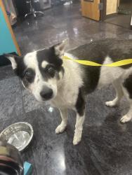Reunited Female Dog last seen Stage line dr and stage line court running in road, Arlington, TX 76017