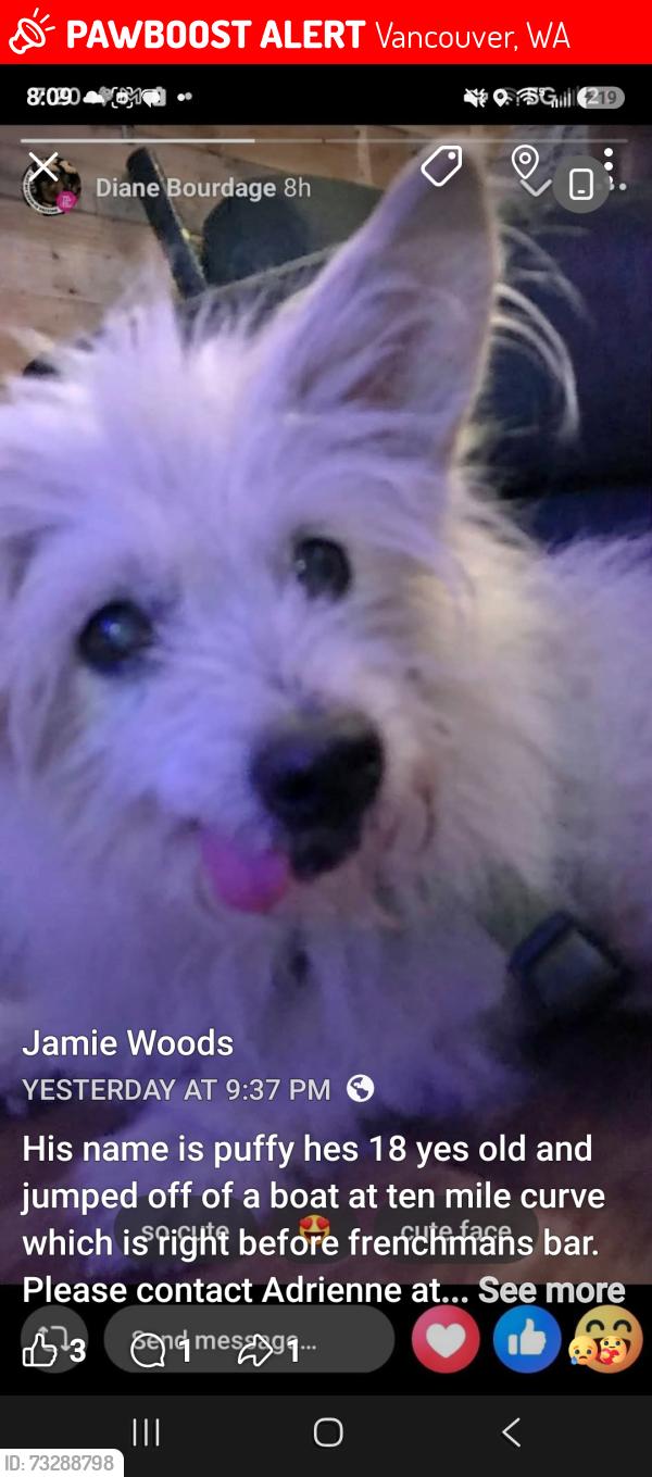 Lost Male Dog last seen 10 mile curve right before frenchmans bar. Jumped off of a boat, Vancouver, WA 98660