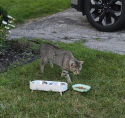 Found/Stray Male Cat last seen Near Robin Rd York PA 17404, York, PA 17404