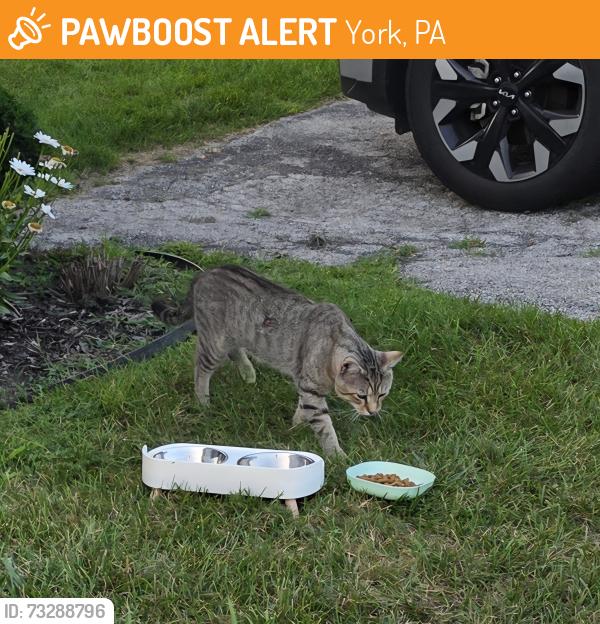 Found/Stray Male Cat last seen Near Robin Rd York PA 17404, York, PA 17404