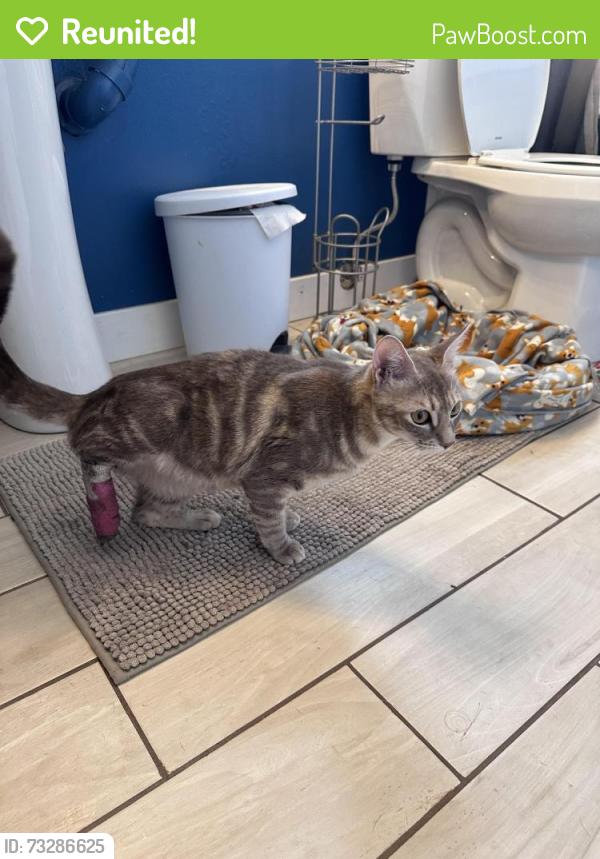 Reunited Unknown Dog last seen Dellbrook ave and Balfour st, Spring Hill, FL 34608