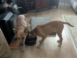 Found/Stray Unknown Dog last seen Central and Viento, near Alano Club, San Bernardino County, CA 92308