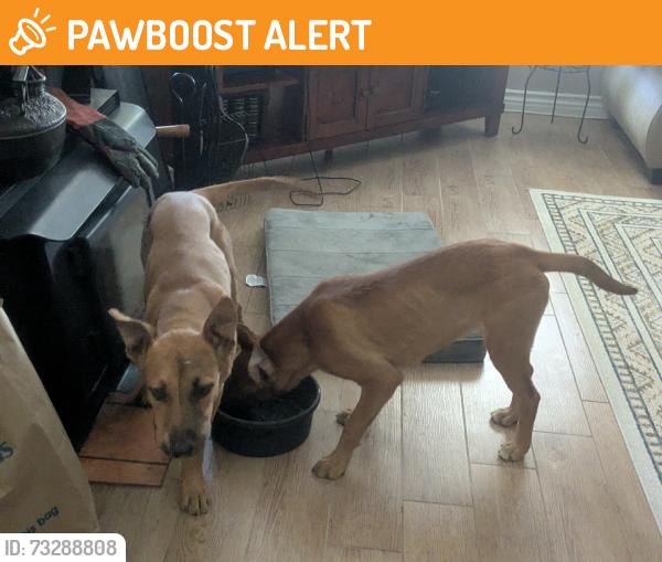 Found/Stray Unknown Dog last seen Central and Viento, near Alano Club, San Bernardino County, CA 92308