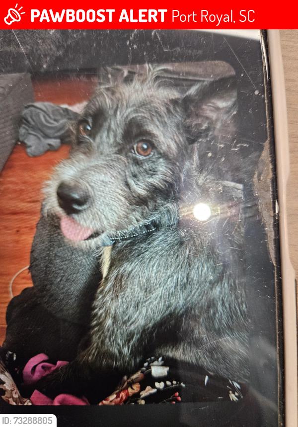Lost Female Dog last seen Paris Ave. Port Royal SC, Port Royal, SC 29935