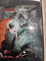 Lost Female Dog last seen Paris Ave. Port Royal SC, Port Royal, SC 29935