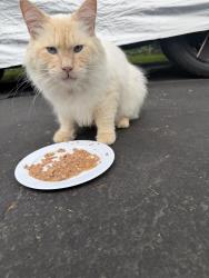 Reunited Unknown Cat last seen Fairfield road, Greenwich, CT 06830