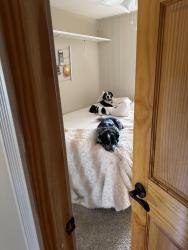 Reunited Male Dog last seen Near Malaya st, Aurora, CO 80018