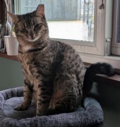 Reunited Female Cat last seen Zehnder Road an Lynn Dr., Ambridge, PA 15003