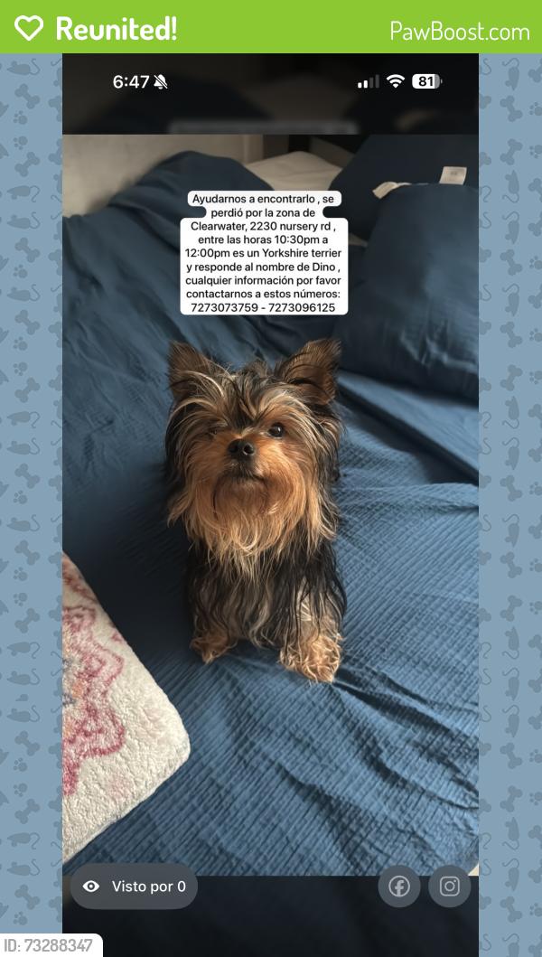Reunited Male Dog last seen Near nursery rd y belcher, Clearwater, FL 33764