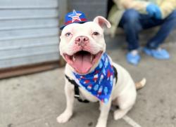 Shelter Stray Male Dog last seen Near perry ave apt 2C, BRONX, NY, 10467, 326 E 110th St, New York, NY 10029, USA