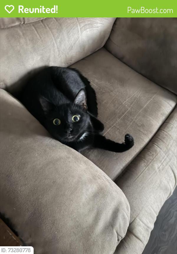 Reunited Female Cat last seen San Augustine Blvd, New Braunfels, TX 78132