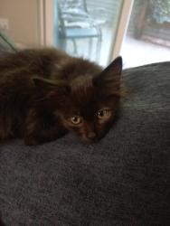 Shelter Stray Female Cat last seen SE 90th ave and SE Woodstock, OR, 1700 W Historic Columbia River Hwy, Troutdale, OR 97060, USA