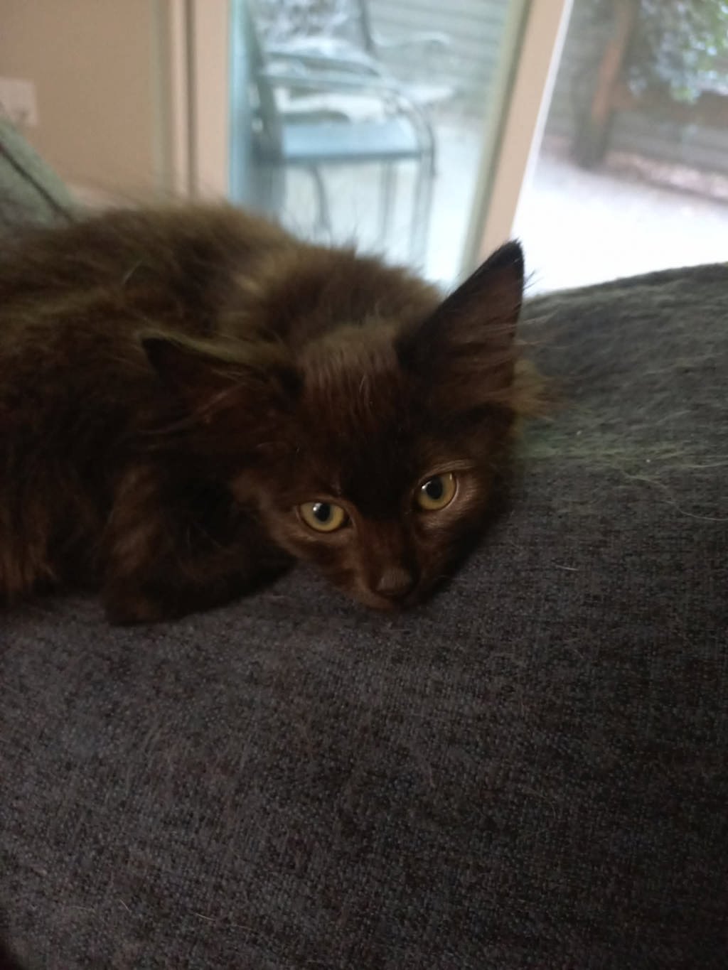 Shelter Stray Female Cat last seen SE 90th ave and SE Woodstock, OR, 1700 W Historic Columbia River Hwy, Troutdale, OR 97060, USA