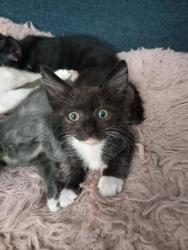 Shelter Stray Female Cat last seen SE 90th ave and SE Woodstock, OR, 1700 W Historic Columbia River Hwy, Troutdale, OR 97060, USA