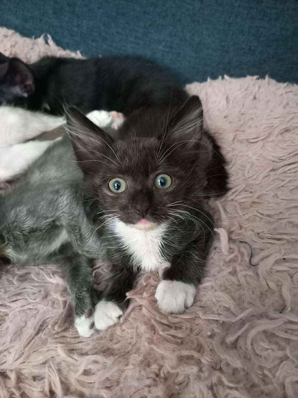 Shelter Stray Female Cat last seen SE 90th ave and SE Woodstock, OR, 1700 W Historic Columbia River Hwy, Troutdale, OR 97060, USA