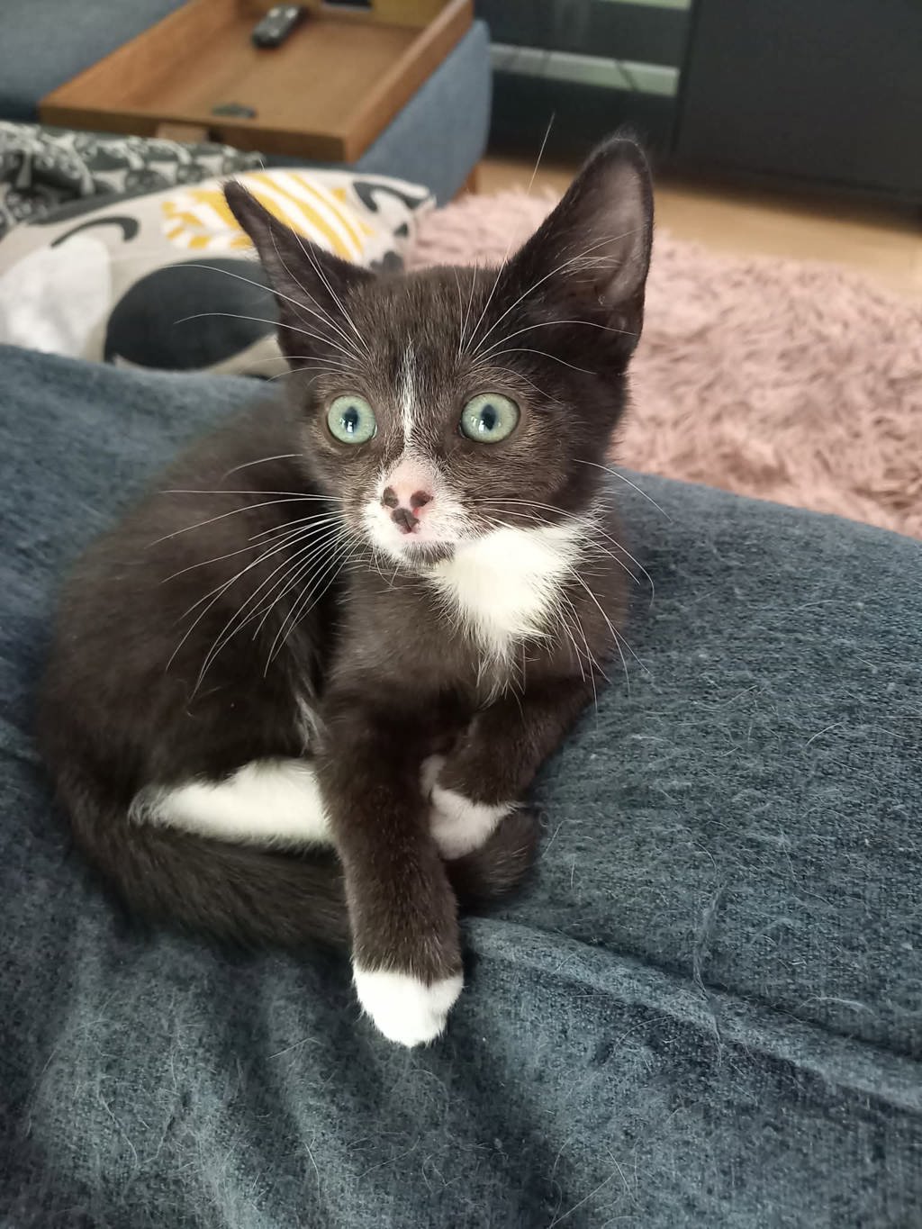 Shelter Stray Male Cat last seen SE 90th ave and SE Woodstock, OR, 1700 W Historic Columbia River Hwy, Troutdale, OR 97060, USA