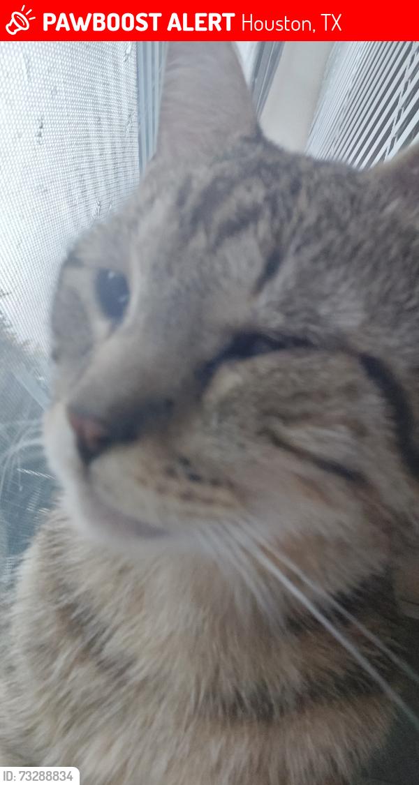 Lost Male Cat last seen Lakeside states, Houston, TX 77042