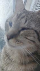 Lost Male Cat last seen Lakeside states, Houston, TX 77042