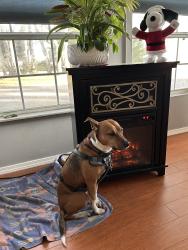 Reunited Male Dog last seen Route 715 & woodland way Brodheadsville, Brodheadsville, PA 18322