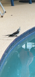 Found/Stray Unknown Bird last seen NE Naranja & Prima Vista, River Park, FL 34983