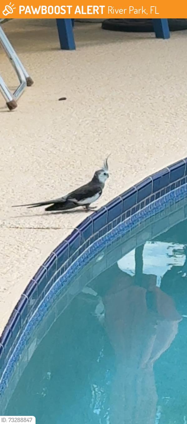 Found/Stray Unknown Bird last seen NE Naranja & Prima Vista, River Park, FL 34983