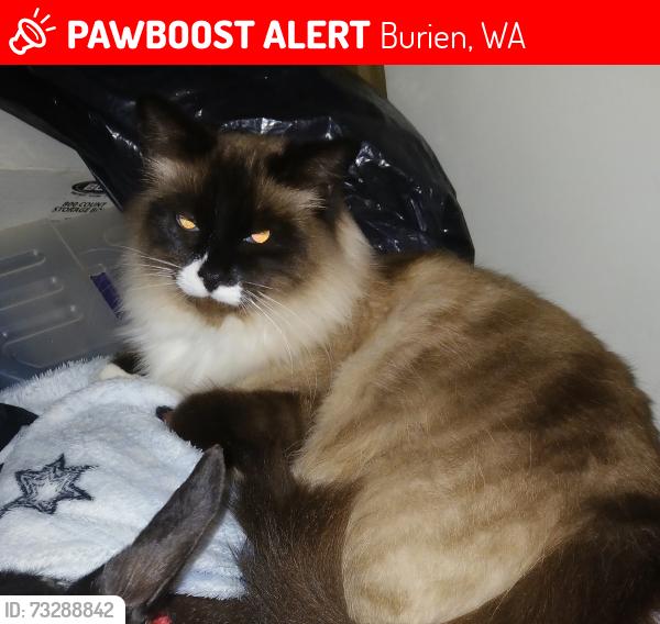 Lost Female Cat last seen 153rd and 1st, Burien, WA 98148
