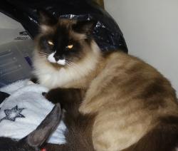 Lost Female Cat last seen 153rd and 1st, Burien, WA 98148