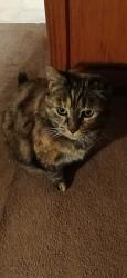Lost Female Cat last seen Van Cortlandt Park Ave, Yonkers, NY 10701
