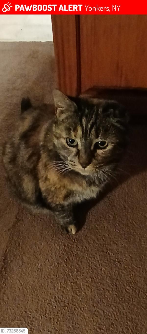 Lost Female Cat last seen Van Cortlandt Park Ave, Yonkers, NY 10701