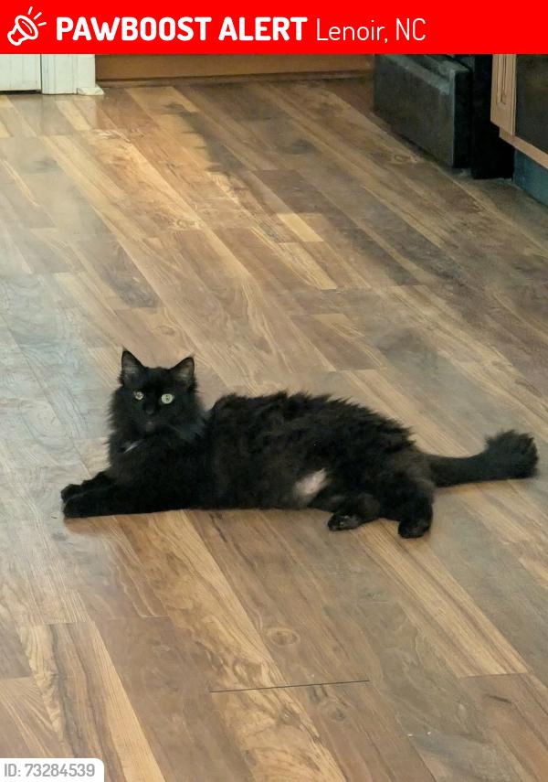 Lost Male Cat last seen Ralph Winchester Rd beteeen Celia Creek Rd and Playmore Beach Rd, Lenoir, NC 28645