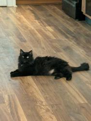 Lost Male Cat last seen Ralph Winchester Rd beteeen Celia Creek Rd and Playmore Beach Rd, Lenoir, NC 28645