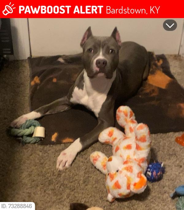 Lost Male Dog last seen Behind Dairy Queen Neighborhoods, Bardstown, KY 40004