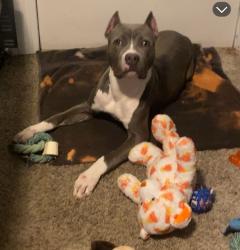 Lost Male Dog last seen Behind Dairy Queen Neighborhoods, Bardstown, KY 40004