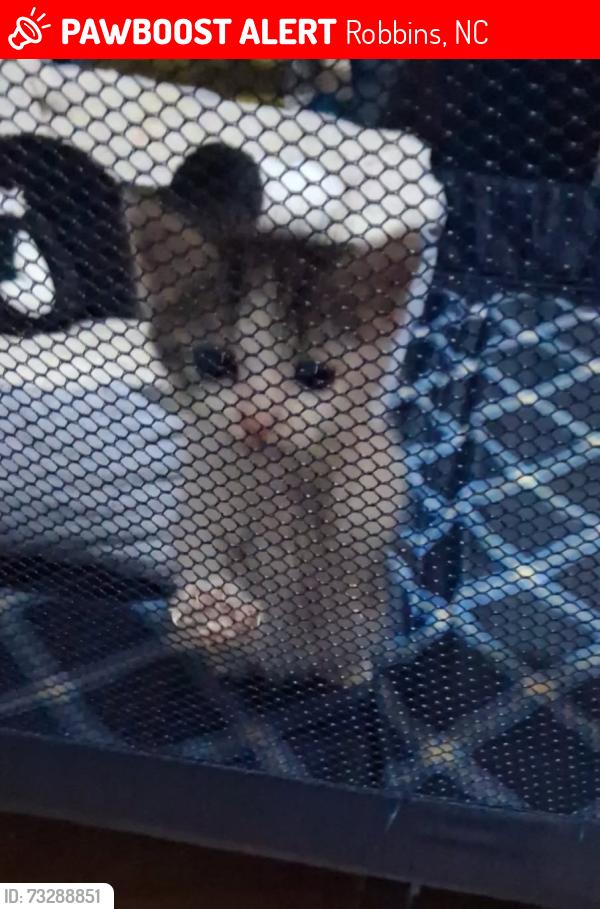 Lost Female Cat last seen Davis community center, Robbins, NC 27325