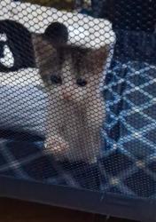 Lost Female Cat last seen Davis community center, Robbins, NC 27325
