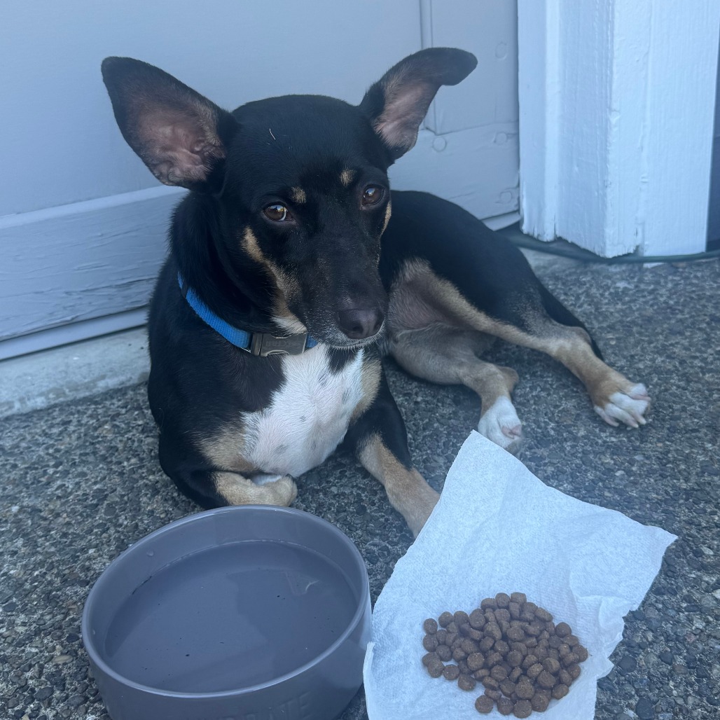 Shelter Stray Female Dog last seen , 2608 Center St, Tacoma, WA 98409, USA