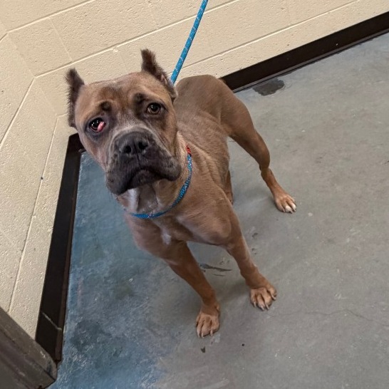 Shelter Stray Female Dog last seen , 2350 Appling City Cove, Memphis, TN 38133, USA