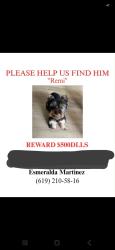Lost Male Dog last seen Del Sol Ave, San Diego, CA 92173
